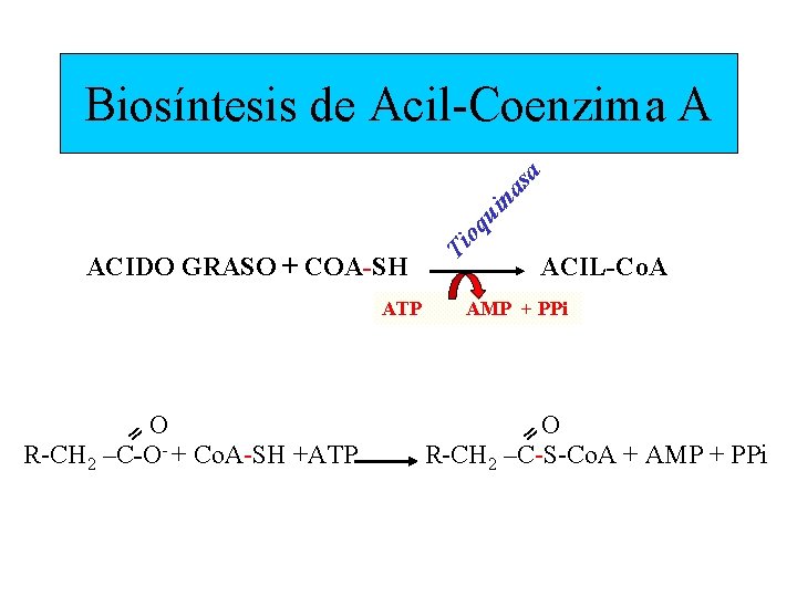 ACIDO GRASO + COA-SH ATP = OR-CH 2 –C-O + Co. A-SH +ATP Ti