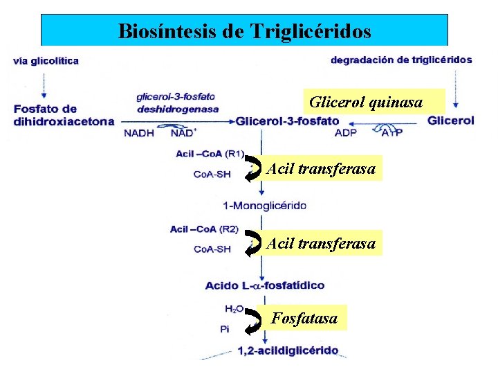 Biosíntesis de Triglicéridos Glicerol quinasa Acil transferasa Fosfatasa 