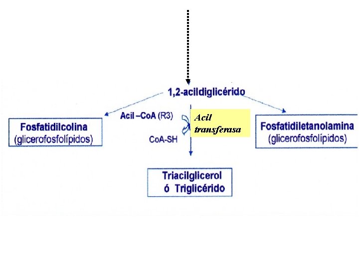 Acil transferasa 