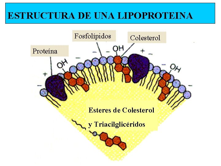 ESTRUCTURA DE UNA LIPOPROTEINA Fosfolípidos Colesterol Proteína Esteres de Colesterol y Triacilglicéridos 