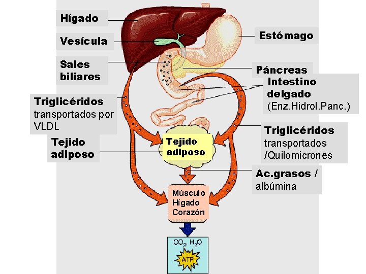 Hígado Estómago Vesícula Sales biliares Páncreas Intestino delgado (Enz. Hidrol. Panc. ) Triglicéridos transportados