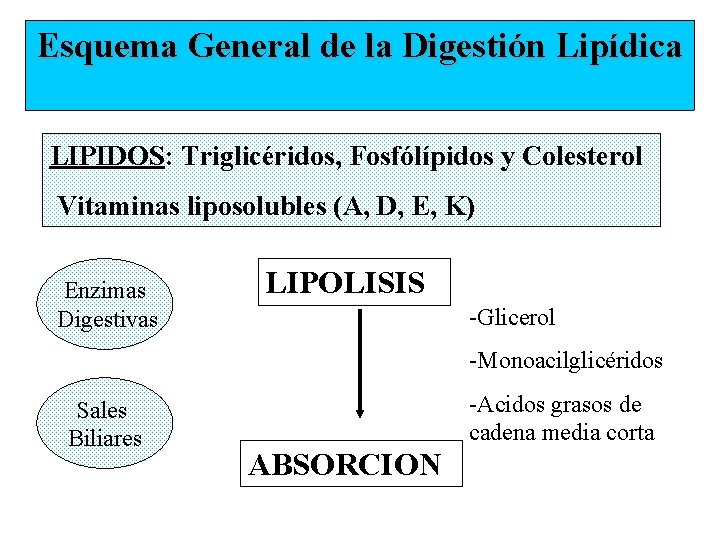 Esquema General de la Digestión Lipídica LIPIDOS: Triglicéridos, Fosfólípidos y Colesterol Vitaminas liposolubles (A,