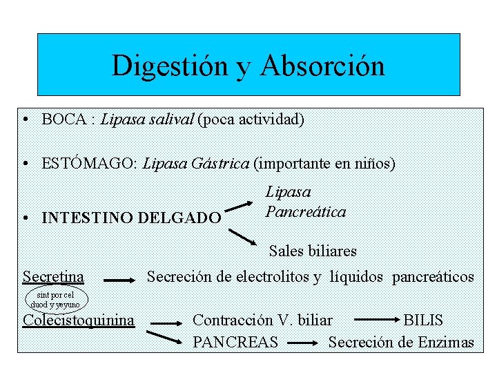 Digestión y Absorción • BOCA : Lipasa salival (poca actividad) • ESTÓMAGO: Lipasa Gástrica