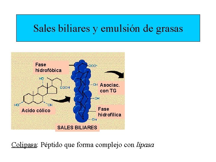 Sales biliares y emulsión de grasas Sales biliares Fase hidrofóbica Lipasa pancreática Triacilglicerol Asociac.