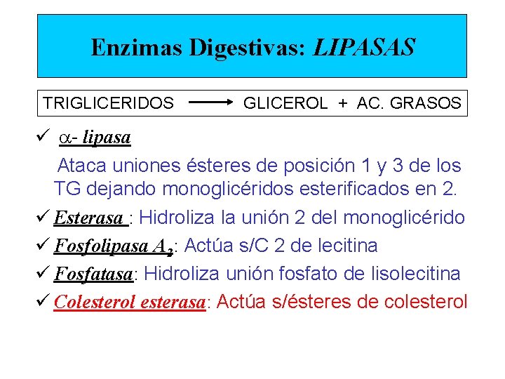 Enzimas Digestivas: LIPASAS TRIGLICERIDOS GLICEROL + AC. GRASOS ü a- lipasa Ataca uniones ésteres