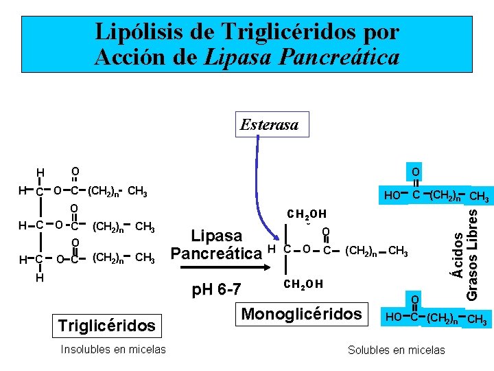 Lipólisis de Triglicéridos por Acción de Lipasa Pancreática Esterasa O H C O C