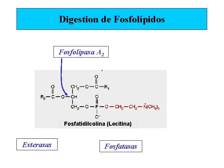 Digestion de Fosfolípidos Fosfolipasa A 2 Fosfatidilcolina (Lecitina) Esterasas Fosfatasas 