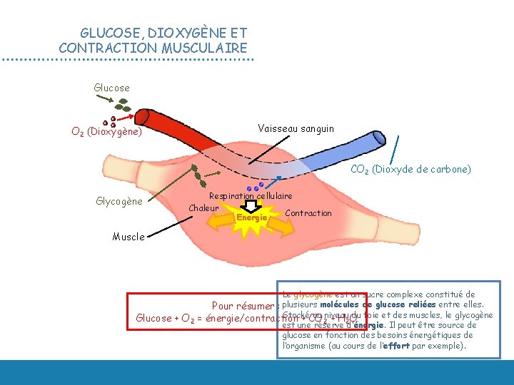 GLUCOSE, DIOXYGÈNE ET CONTRACTION MUSCULAIRE Glucose O 2 (Dioxygène) Vaisseau sanguin CO 2 (Dioxyde