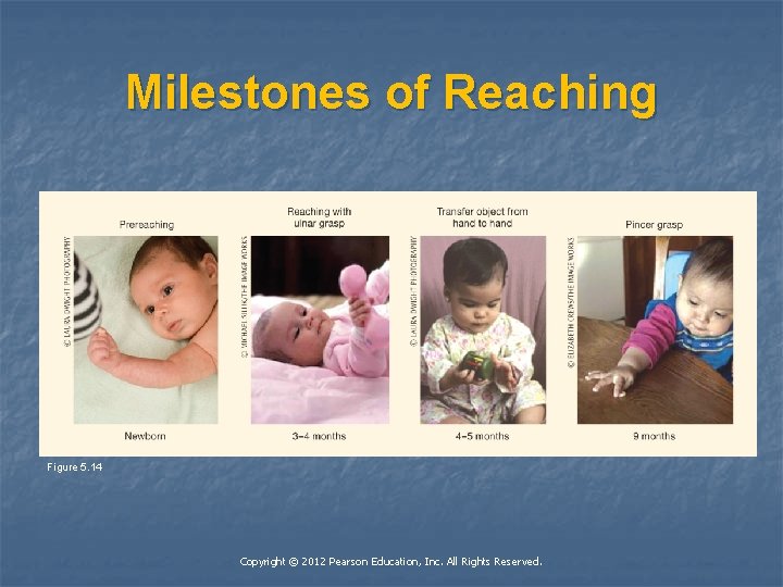 Milestones of Reaching Figure 5. 14 Copyright © 2012 Pearson Education, Inc. All Rights