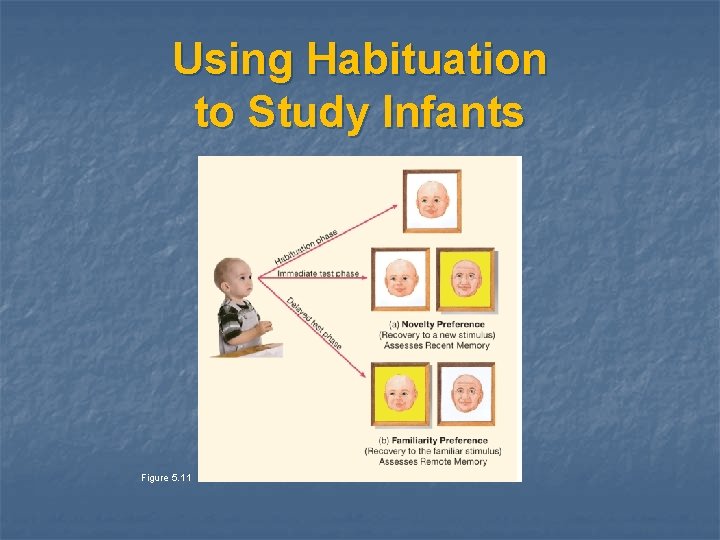 Using Habituation to Study Infants Figure 5. 11 