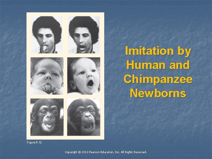 Imitation by Human and Chimpanzee Newborns Figure 5. 12 Copyright © 2012 Pearson Education,