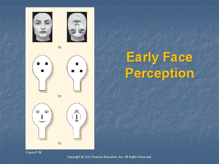 Early Face Perception Figure 5. 19 Copyright © 2012 Pearson Education, Inc. All Rights