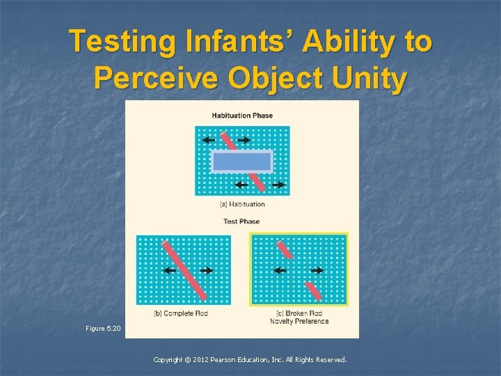 Testing Infants’ Ability to Perceive Object Unity Figure 5. 20 Copyright © 2012 Pearson