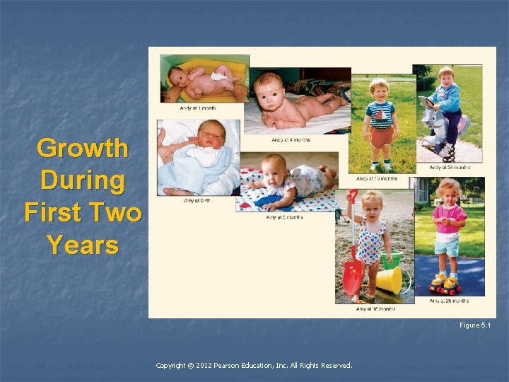 Growth During First Two Years Figure 5. 1 Copyright © 2012 Pearson Education, Inc.