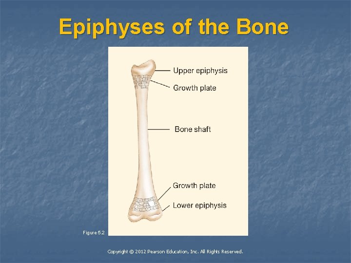 Epiphyses of the Bone Figure 5. 2 Copyright © 2012 Pearson Education, Inc. All