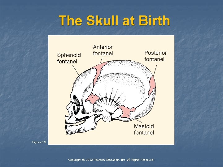 The Skull at Birth Figure 5. 3 Copyright © 2012 Pearson Education, Inc. All