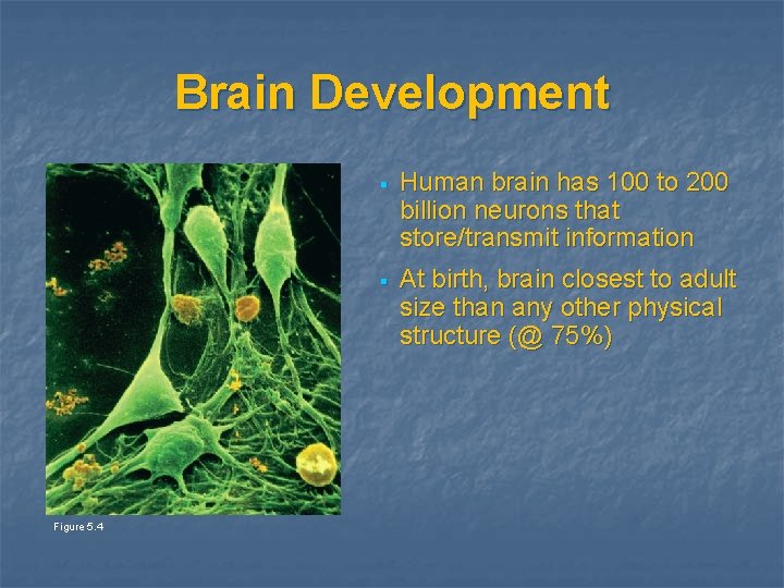 Brain Development Figure 5. 4 § Human brain has 100 to 200 billion neurons