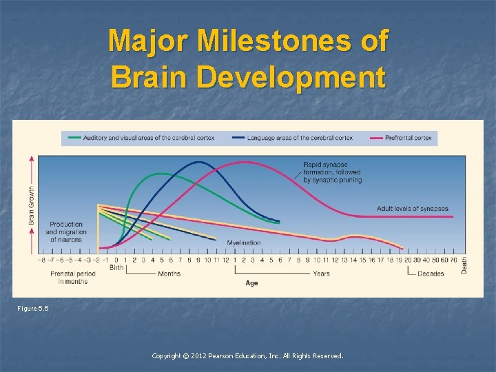 Major Milestones of Brain Development Figure 5. 5 Copyright © 2012 Pearson Education, Inc.