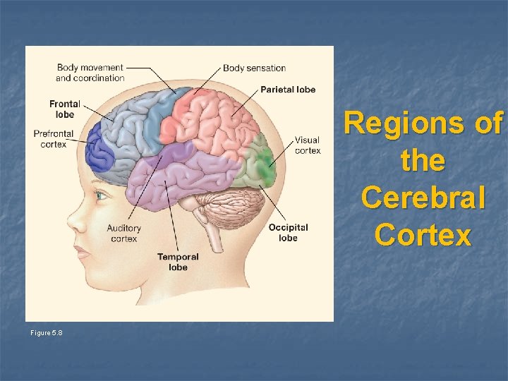 Regions of the Cerebral Cortex Figure 5. 8 