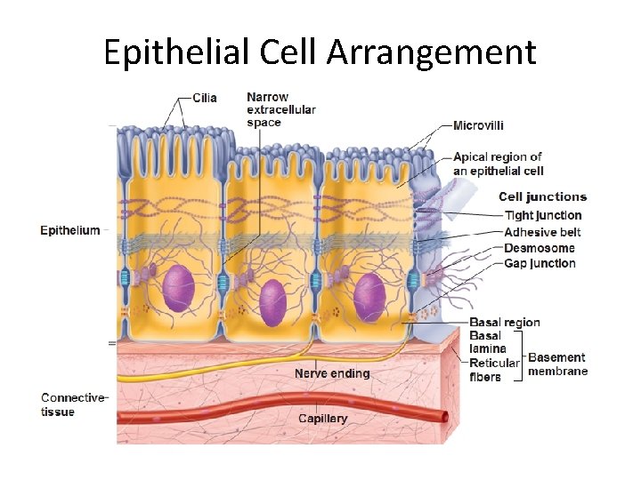 Epithelial Cell Arrangement Epithelial Cell Arrangement