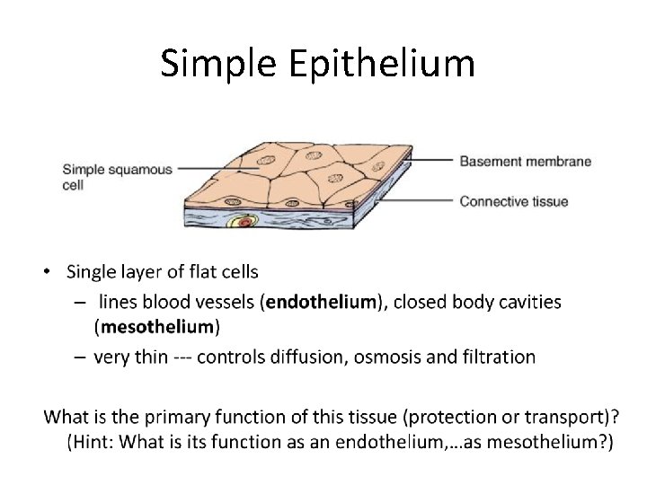 Simple Epithelium Simple Epithelium