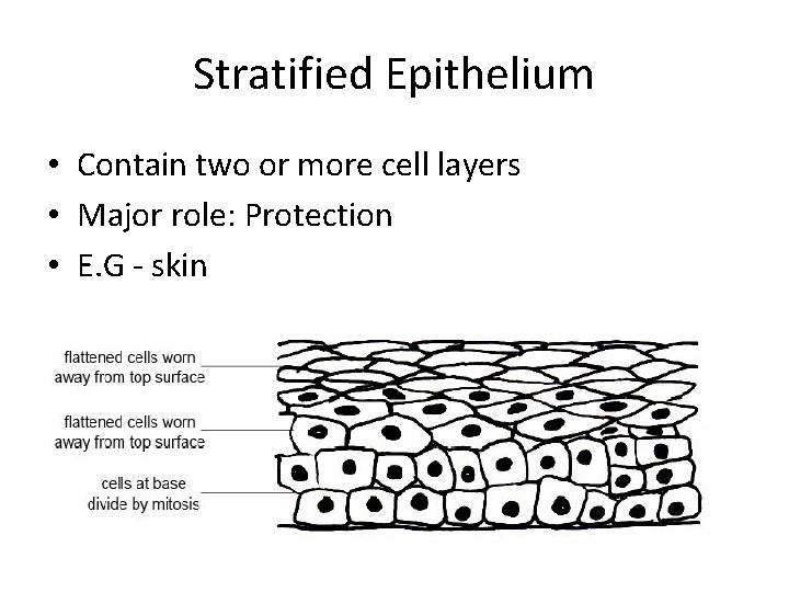 Stratified Epithelium • Contain two or more cell layers • Major role: Protection • Stratified Epithelium • Contain two or more cell layers • Major role: Protection •