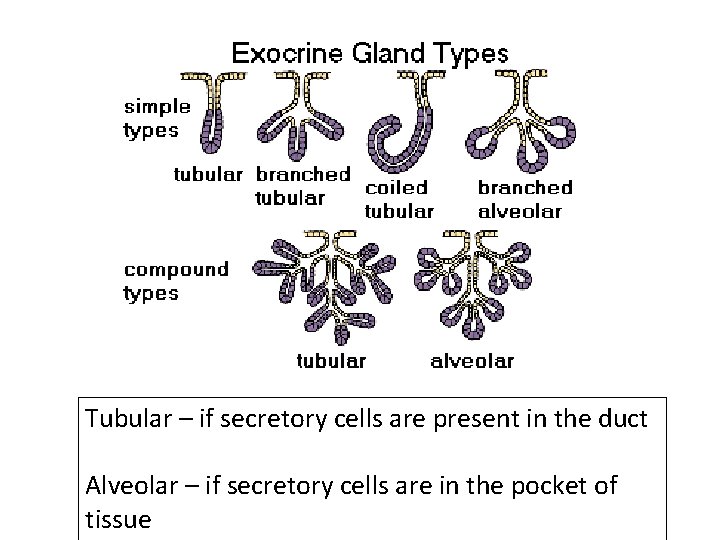 Tubular – if secretory cells are present in the duct Alveolar – if secretory Tubular – if secretory cells are present in the duct Alveolar – if secretory