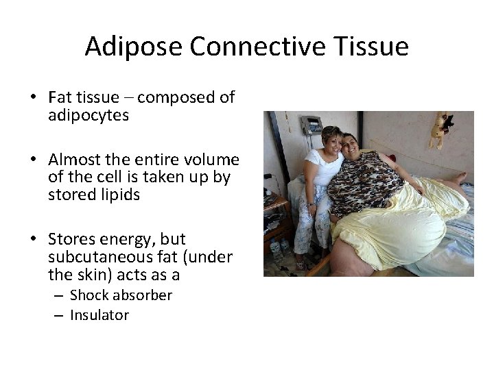Adipose Connective Tissue • Fat tissue – composed of adipocytes • Almost the entire Adipose Connective Tissue • Fat tissue – composed of adipocytes • Almost the entire
