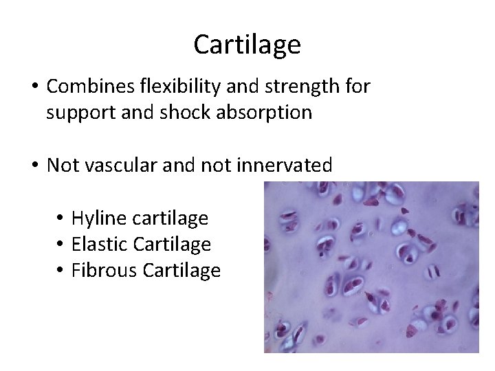 Cartilage • Combines flexibility and strength for support and shock absorption • Not vascular Cartilage • Combines flexibility and strength for support and shock absorption • Not vascular