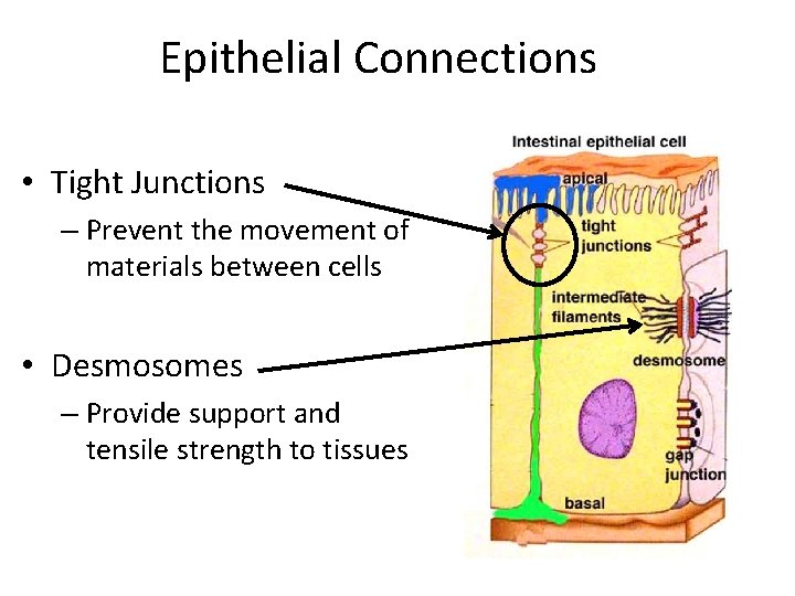 Epithelial Connections • Tight Junctions – Prevent the movement of materials between cells • Epithelial Connections • Tight Junctions – Prevent the movement of materials between cells •