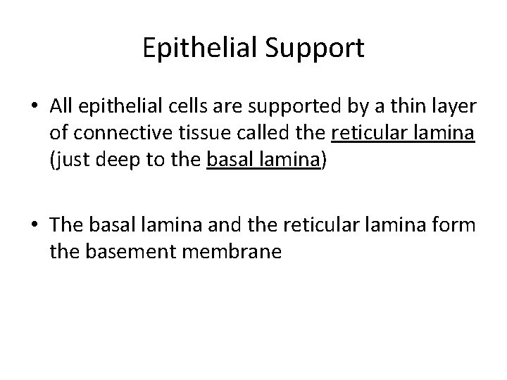 Epithelial Support • All epithelial cells are supported by a thin layer of connective Epithelial Support • All epithelial cells are supported by a thin layer of connective