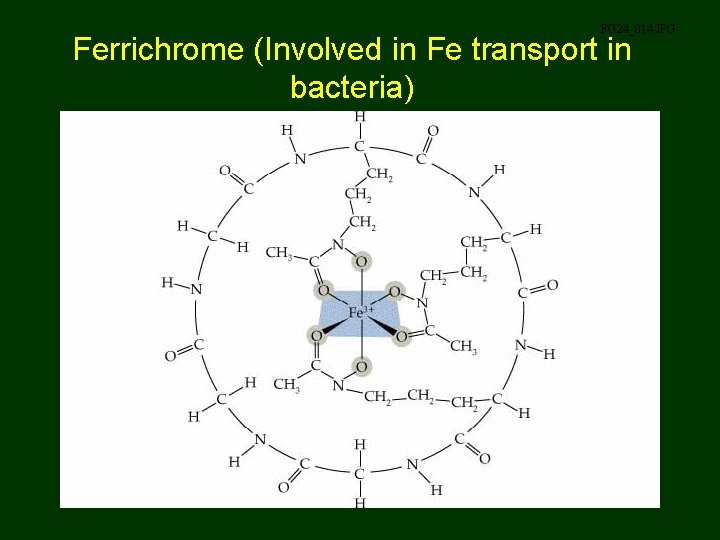 FG 24_014. JPG Ferrichrome (Involved in Fe transport in bacteria) 