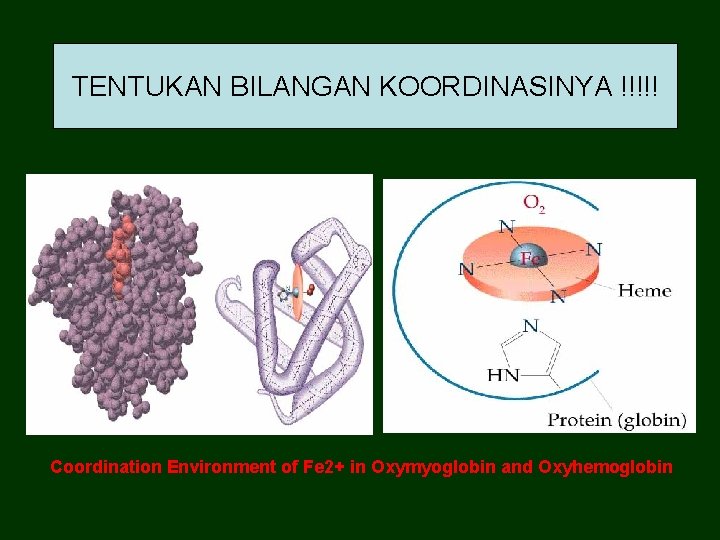 TENTUKAN BILANGAN KOORDINASINYA !!!!! Coordination Environment of Fe 2+ in Oxymyoglobin and Oxyhemoglobin 
