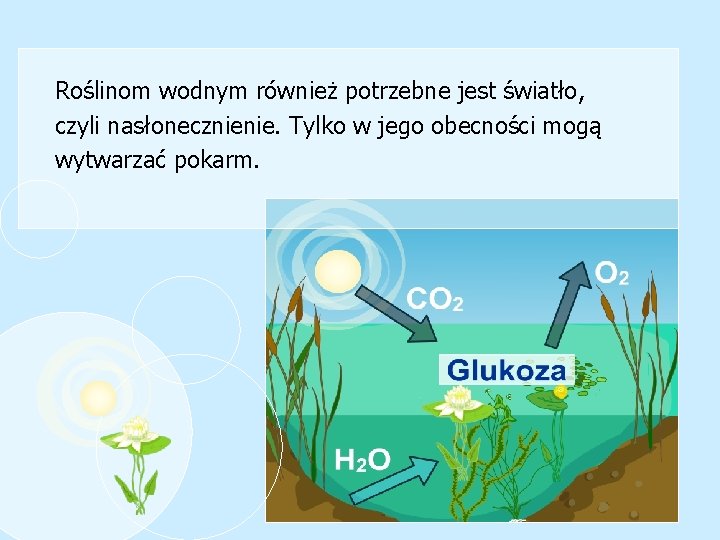 Roślinom wodnym również potrzebne jest światło, czyli nasłonecznienie. Tylko w jego obecności mogą wytwarzać