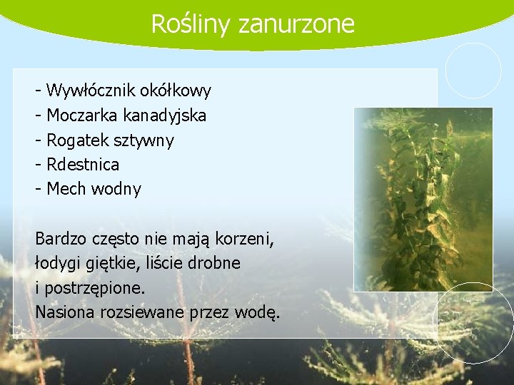 Rośliny zanurzone - Wywłócznik okółkowy Moczarka kanadyjska Rogatek sztywny Rdestnica Mech wodny Bardzo często