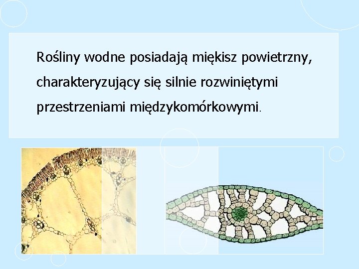 Rośliny wodne posiadają miękisz powietrzny, charakteryzujący się silnie rozwiniętymi przestrzeniami międzykomórkowymi. 