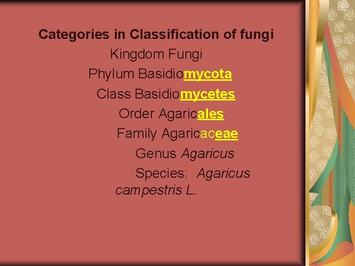 Categories in Classification of fungi Kingdom Fungi Phylum Basidiomycota Class Basidiomycetes Order Agaricales Family