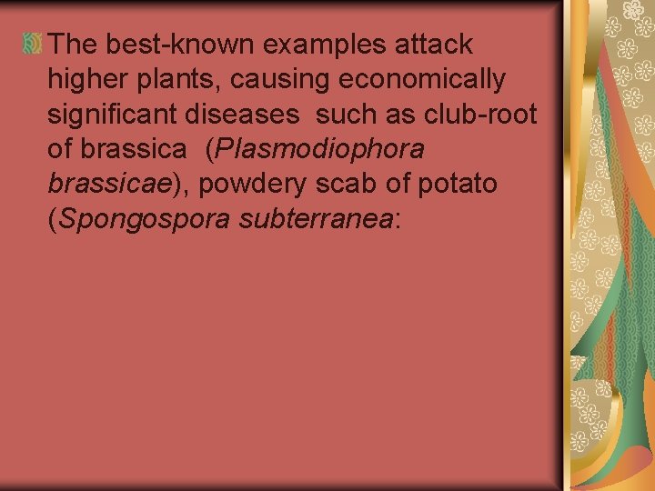 The best-known examples attack higher plants, causing economically significant diseases such as club-root of