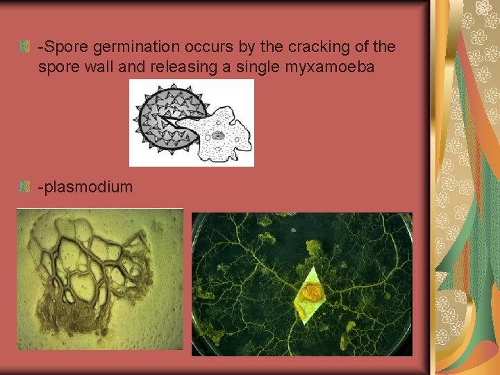 -Spore germination occurs by the cracking of the spore wall and releasing a single