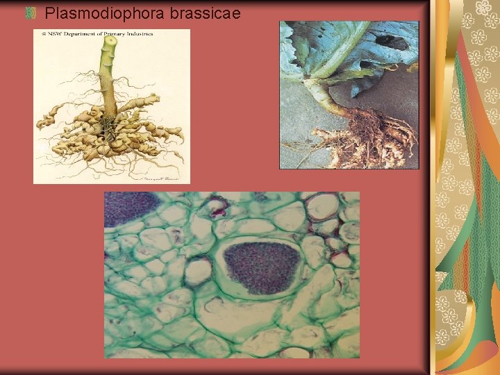 Plasmodiophora brassicae 