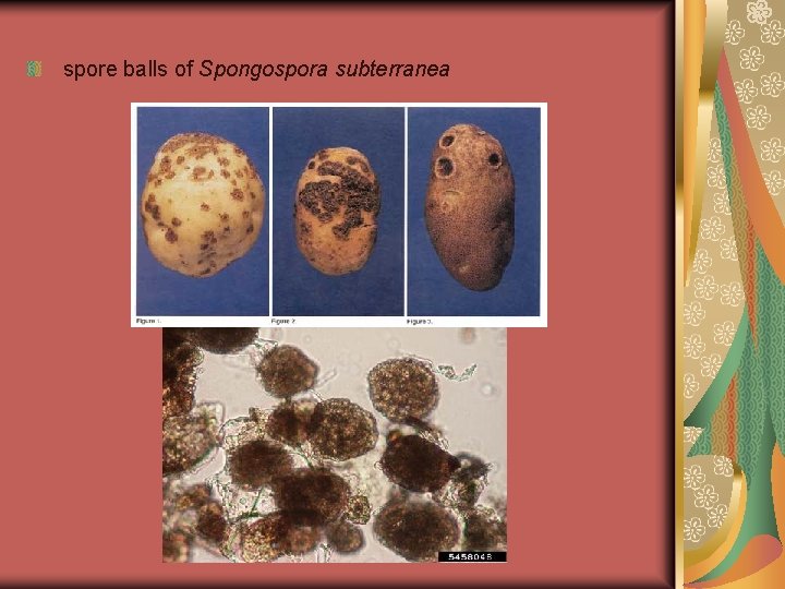  spore balls of Spongospora subterranea 