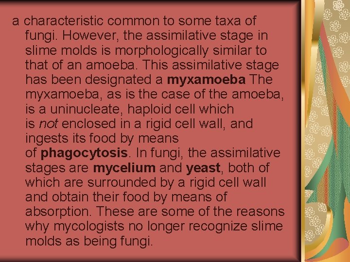 a characteristic common to some taxa of fungi. However, the assimilative stage in slime