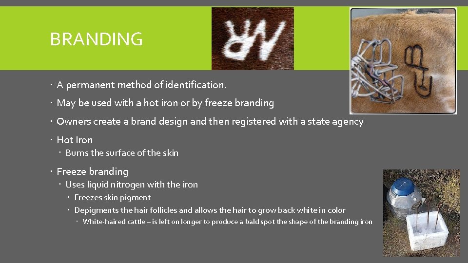 BRANDING A permanent method of identification. May be used with a hot iron or