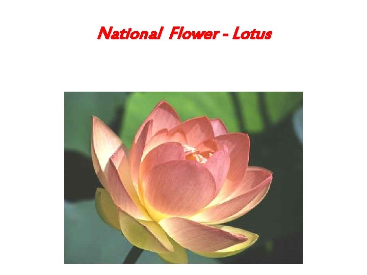 National Flower - Lotus 