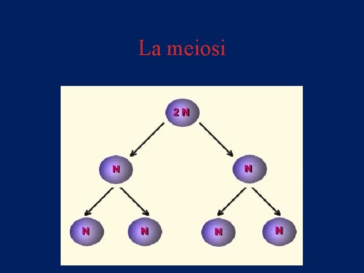 La meiosi 