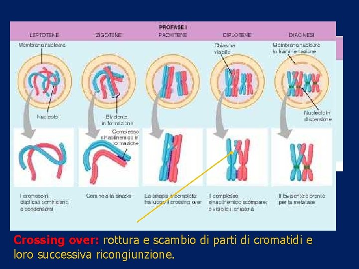 Crossing over: rottura e scambio di parti di cromatidi e loro successiva ricongiunzione. 