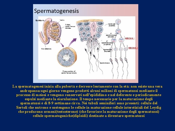 La spermatogenesi inizia alla pubertà e decresce lentamente con la età: non esiste una