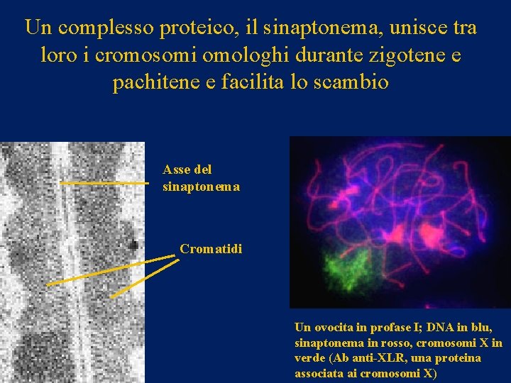 Un complesso proteico, il sinaptonema, unisce tra loro i cromosomi omologhi durante zigotene e