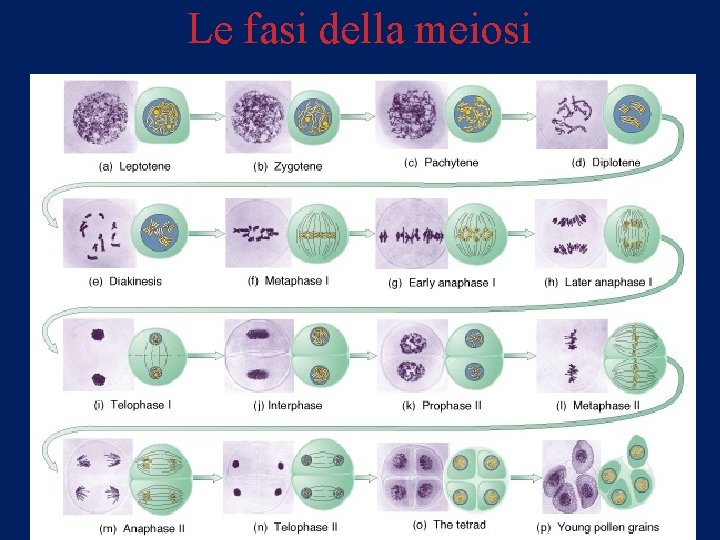 Le fasi della meiosi 