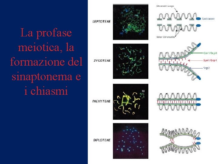 La profase meiotica, la formazione del sinaptonema e i chiasmi 
